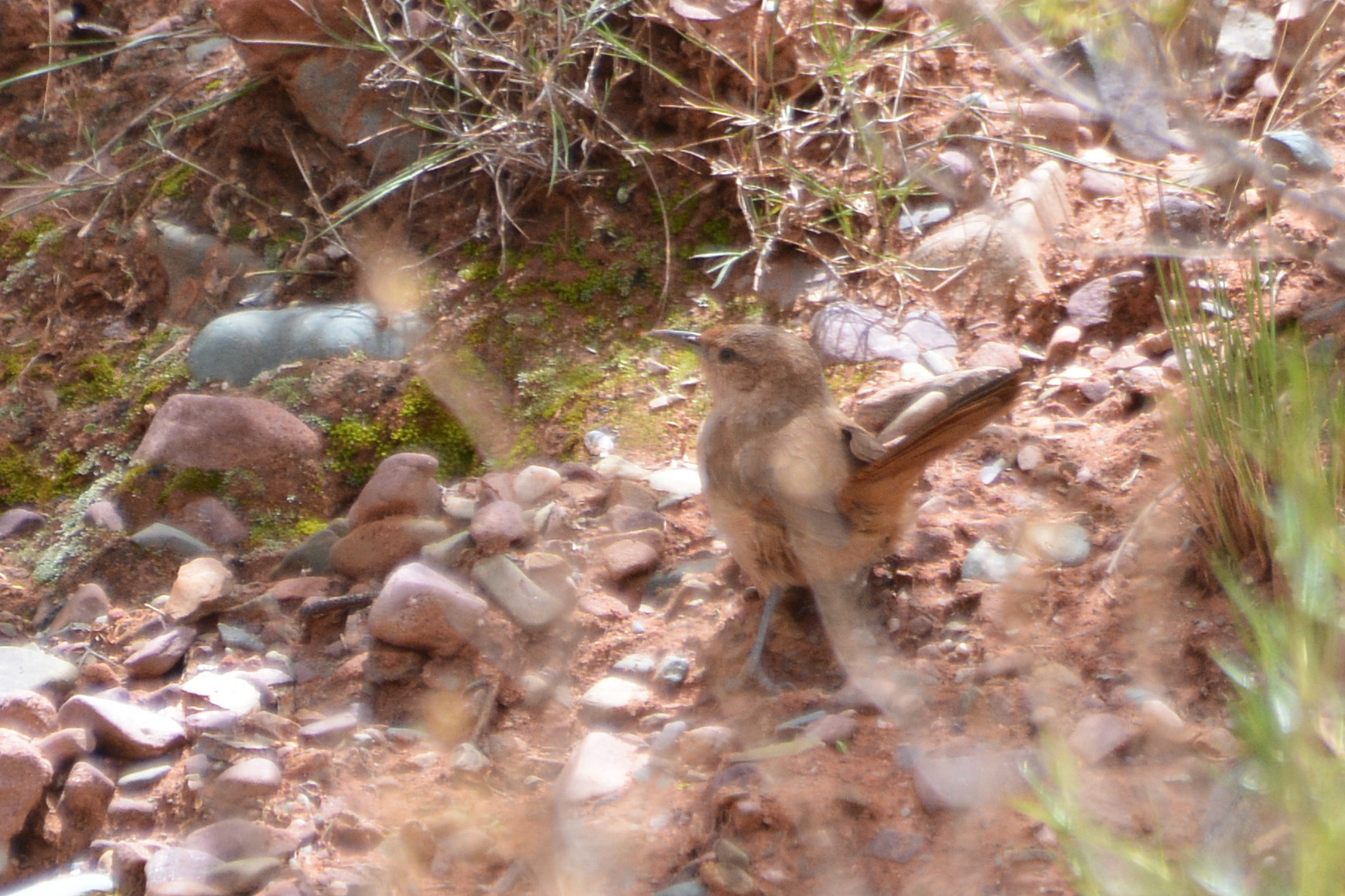 Streak-fronted Thornbird (Phacellodomus striaticeps)