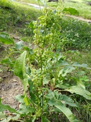 Rumex crispus