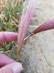 Elymus multisetus