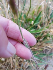Elymus multisetus