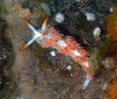 Coryphella cooperi