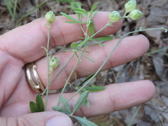 Pediomelum digitatum