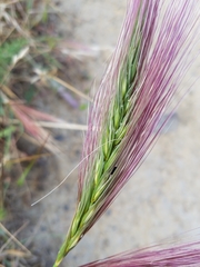 Elymus multisetus