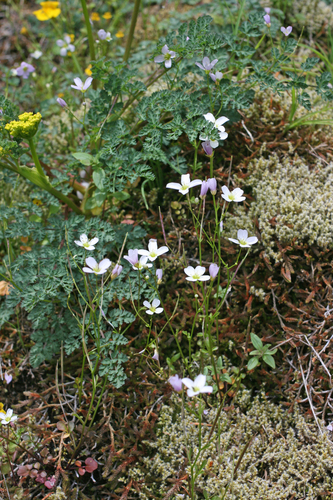 Saddle Mountain Bittercress (Cardamine pattersonii)
