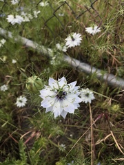 Nigella