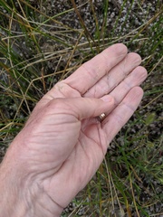 Deschampsia danthonioides