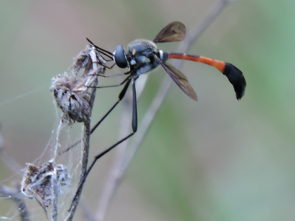 Systropus angulatus