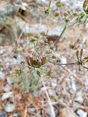 Lomatium macrocarpum
