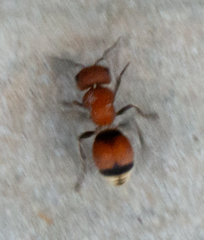 Pseudomethoca simillima