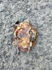 Chrysemys dorsalis