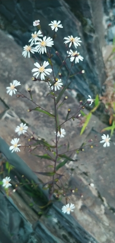 Foto de Astro-do-méxico