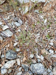 Lomatium macrocarpum