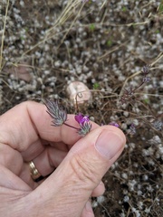 Pogogyne abramsii