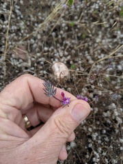 Pogogyne abramsii