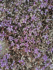 Pogogyne abramsii