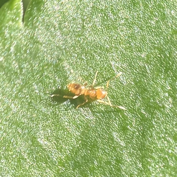 Hairy Yellow Rover Ant