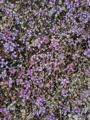 Pogogyne abramsii