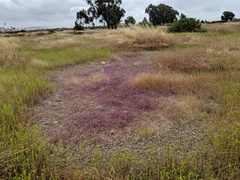Pogogyne abramsii