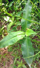 Commelina virginica