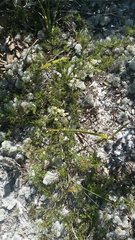 Polygonum dentoceras