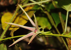Gonolobus versicolor