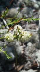 Polygonum dentoceras