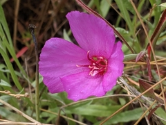 Clarkia rubicunda