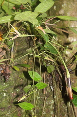 Gonolobus versicolor