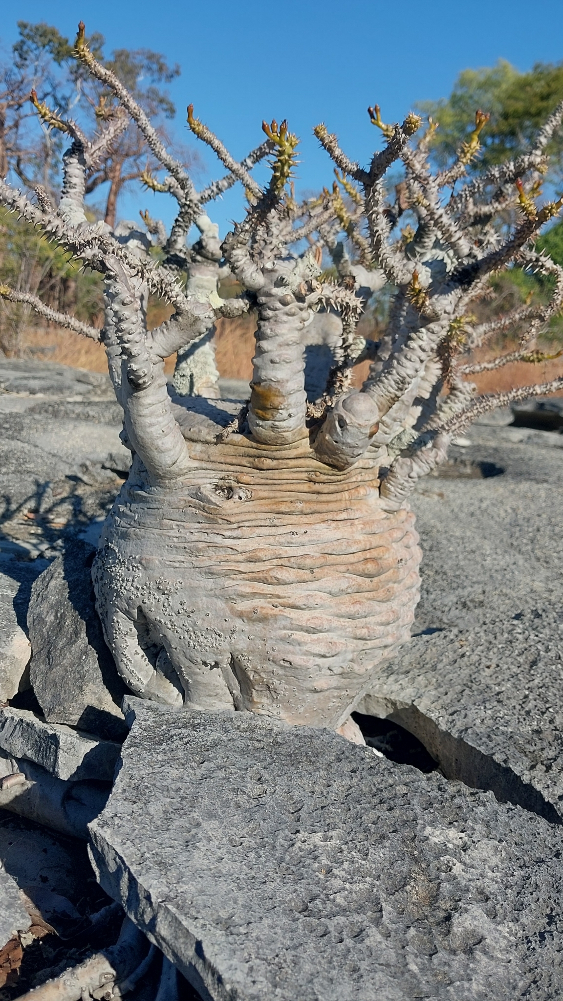 Q23多肉植物 サボテン Pachypodium ambongense パキポディウム