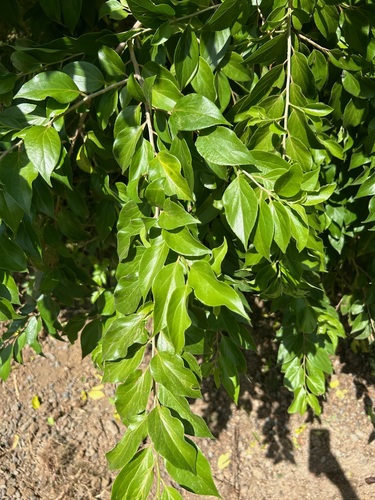 Dovyalis hebecarpa observed 2024-06-12