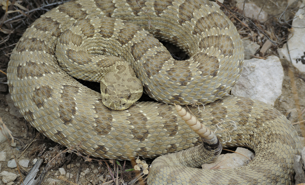 Prairie Rattlesnake (Idaho Reptiles) · iNaturalist