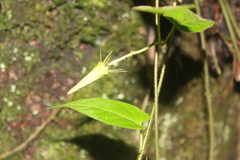Gonolobus versicolor