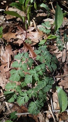Dicentra cucullaria