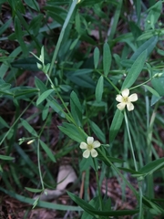 Linum striatum