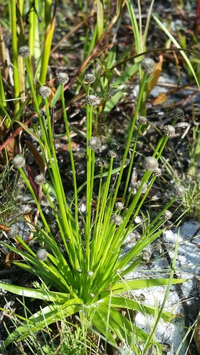 Image of Lachnocaulon engleri by (c) Jay Horn, some rights reserved (CC BY)