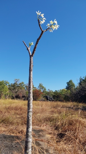 Foto de Pachypodium