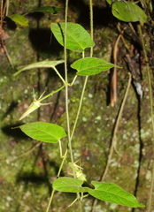 Gonolobus versicolor