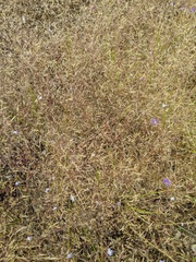 Deschampsia danthonioides