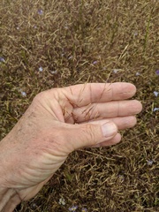 Deschampsia danthonioides