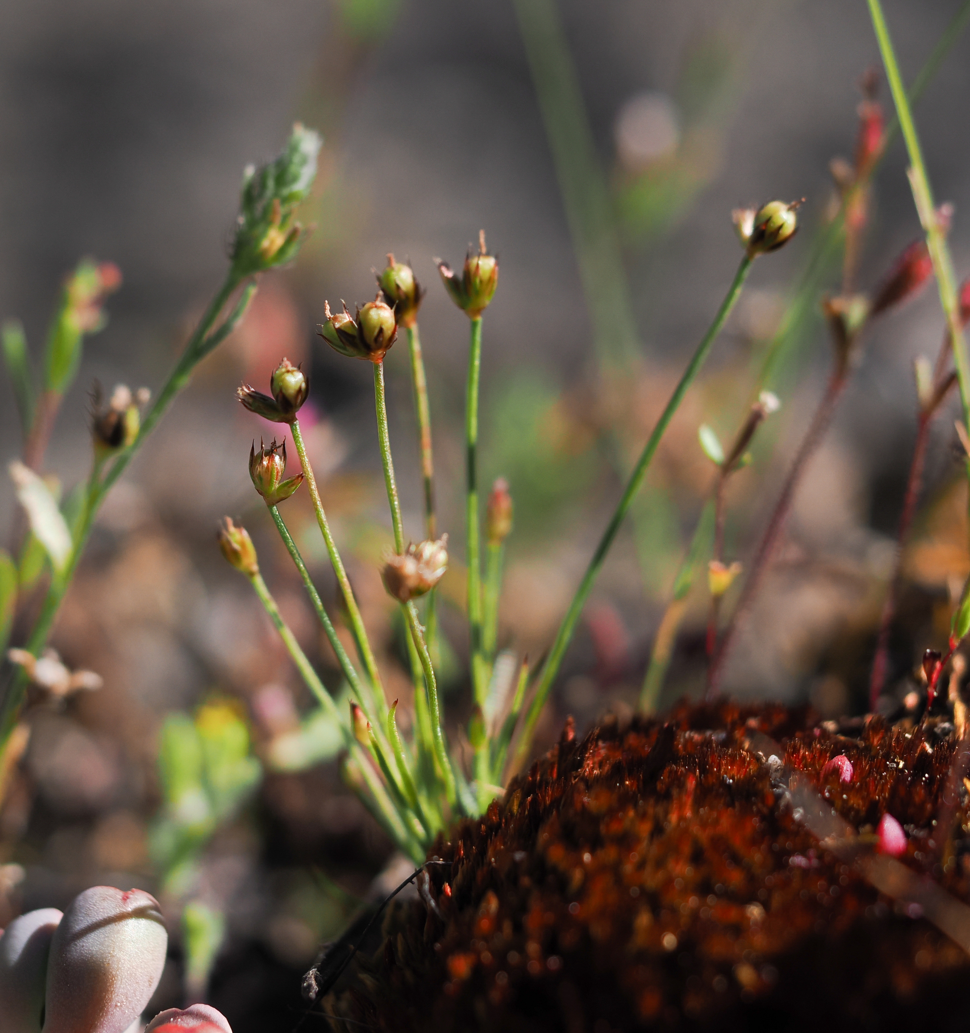 Juncus capillaris