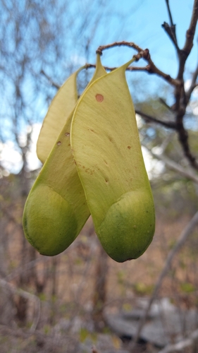 Neoapaloxylon madagascariense