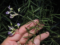 Pediomelum linearifolium