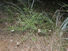 Pediomelum linearifolium