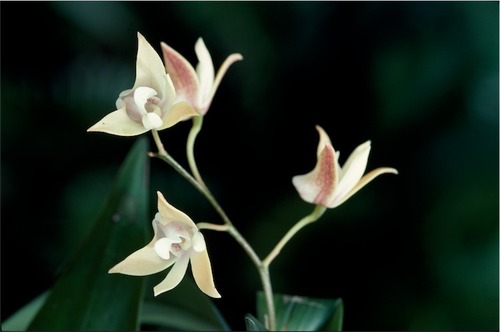 Dendrobium adae F.M.Bailey 4
