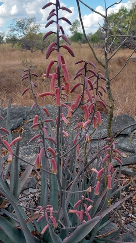 Aloe divaricata