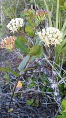 Asclepias curtissii