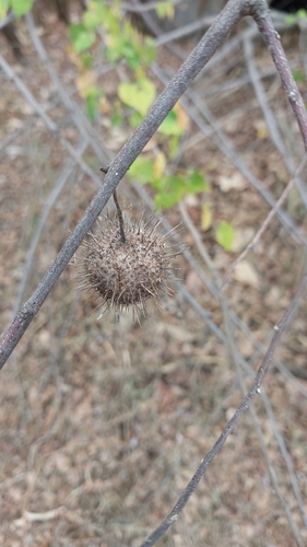 Byttneria voulily