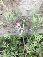 Fumaria vaillantii