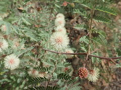 Mimosa grahamii