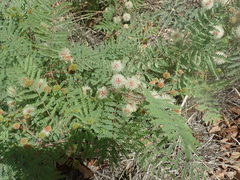 Mimosa grahamii